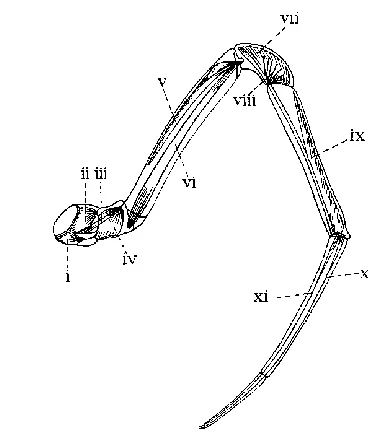 Biological spider leg anatomy